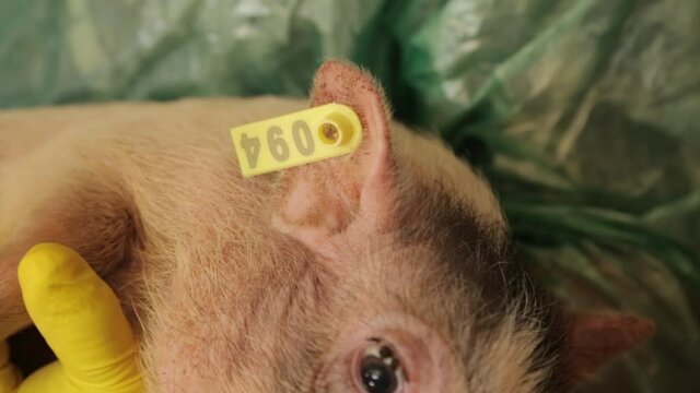 Piglet Gets Tagged