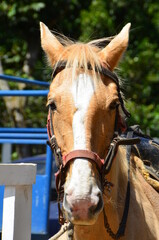 caballo con su montura gastada