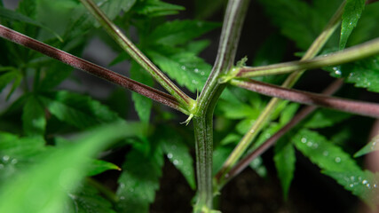 professional marijuana growing indoors for recreational use. Millennials and cannabis culture