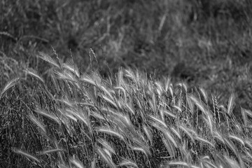 black and white grass in the wind