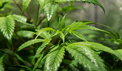 growing medical marijuana indoors tent. Harvest time for cannabis buds