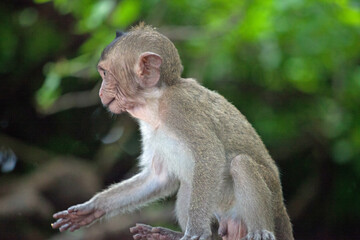 可愛いサル