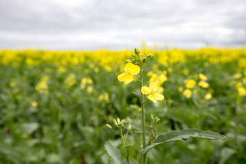 Obraz premium Isolated image of canola flower in field with copy space