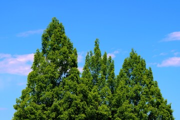 緑　空　五月　爽やか　風景　栃木