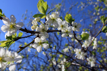 Blooming plum. Close-up. Spring photo. Gardening.