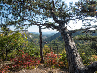 Pine trees in the mountains and on the rocks on a sunny day.
