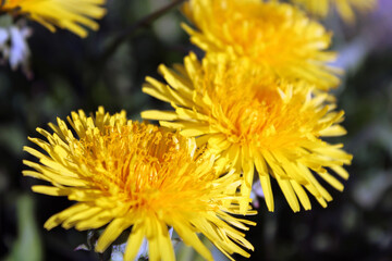 Dandelion flowers close-up. Yellow flowers. Spring flowers. Close-up. Spring photo.