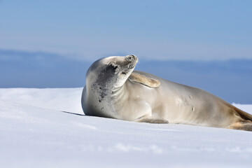 Seal on ice  (Hope Bay, Antarctica)