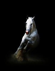 Obraz na płótnie Canvas white horse on black background