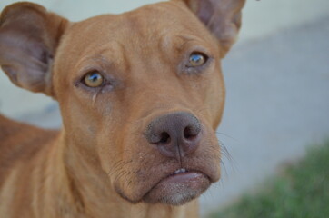 Obraz premium mascota