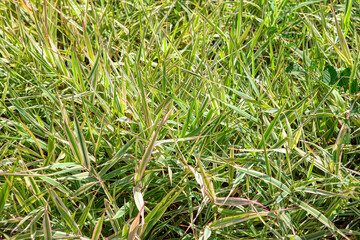 variegated green reed growing at bog