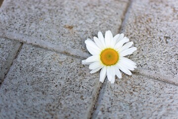 White camomile on concrete tile
