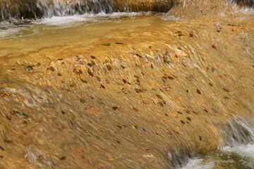 Feuilles dans le courant, Sources de l'Huveaune, Provence, Var