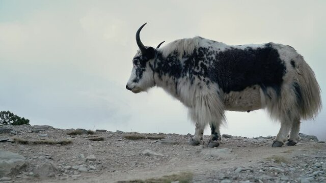 4K Himalayan yak standing on rocky surface and slowly chewing turning head with antlers. Variety of fauna concept.