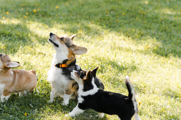 puppies and adult Corgi dogs are waiting for food on the green