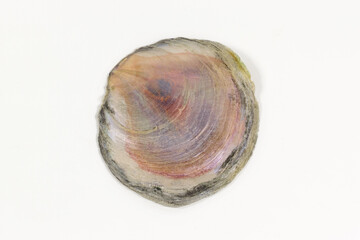 One big scallop over white background
