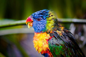 Lorikeet - Tropical Bird