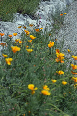 Golden Poppies