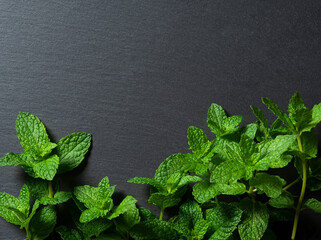 Mint leaves on a black background