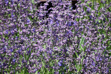 Obraz premium Purple Wildflowers