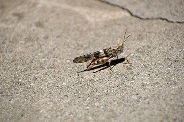 Grasshopper on Sidewalk