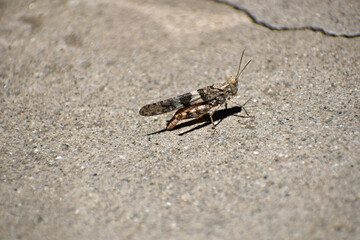Grasshopper on Sidewalk