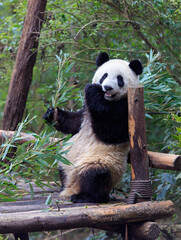 Panda bear in Chengdu, China