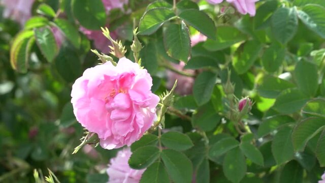 Bulgarian pink rose closeup in a gerden