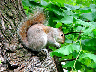 Squirrel in Greenpark
