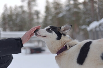 White and black husky dog sniffs hand