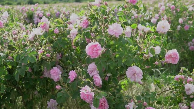 Bulgarian pink rose closeup in a gerden