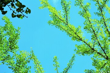 若葉のシルエット