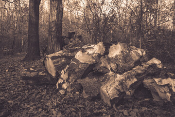 Sawn logs cut into pieces in the forest
