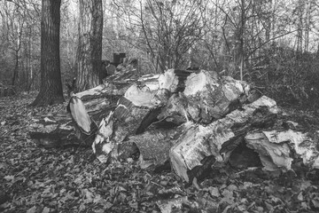 Sawn logs cut into pieces in the forest
