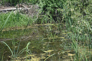 Pond with Reeds