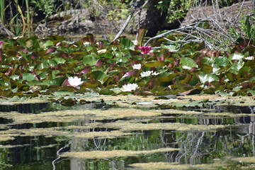 Water Lilies