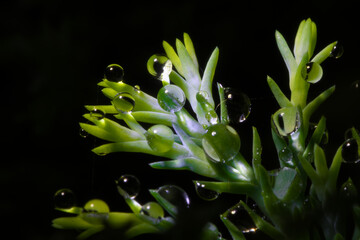 droplets on hedge leaves