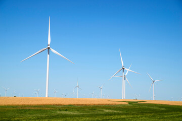 Fototapeta premium wind turbines in a field of wheat