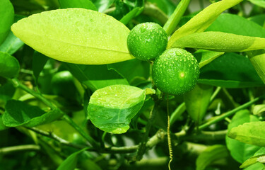 Green lemons on the tree have water droplets. The freshness of nature.