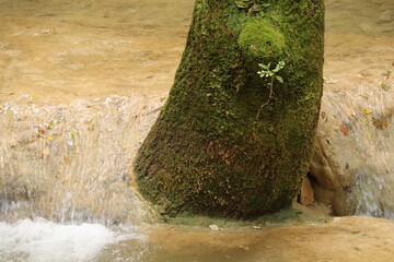 Pousse sur un arbre dans les sources de l'Huveaune, Var, Provence