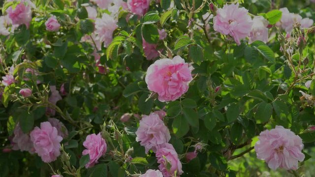 Bulgarian pink rose closeup in a gerden