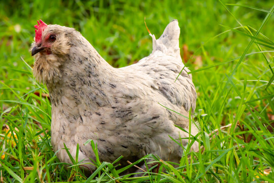 Ameraucana Images – Browse 193 Stock Photos, Vectors, and Video | Adobe  Stock
