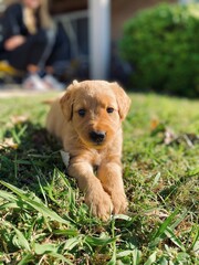 Golden bebe 