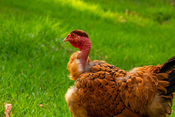 This orange naked neck hen seems to be wistfully remembering the past.