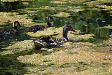 Ducks Swimming