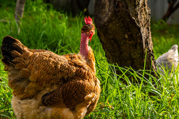 A golden laced naked neck chicken illustrates feelings of self isolation, loneliness and missing...