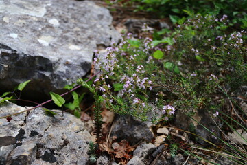 Thym sur un mur de rocaille 3