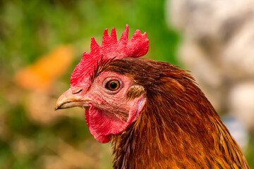 Closeup on the face of a beautiful red hen with piercing orange eyes.