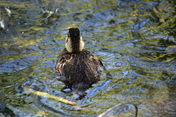 Mallard Duck Swimming Away