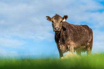 Beef cows and calves grazing on grass